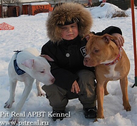 На фото питбули с ребенком , щенки Пит Реал Эль и Анталия , питбуль и ребенок , дети с питбулем, питбуль, питреал, лучшие питбули, питомник питбулей