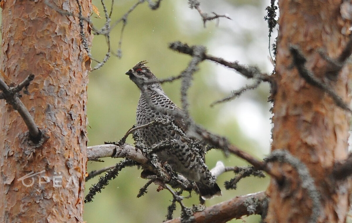 Охота на рябчика. Фото catalog-photo.ru