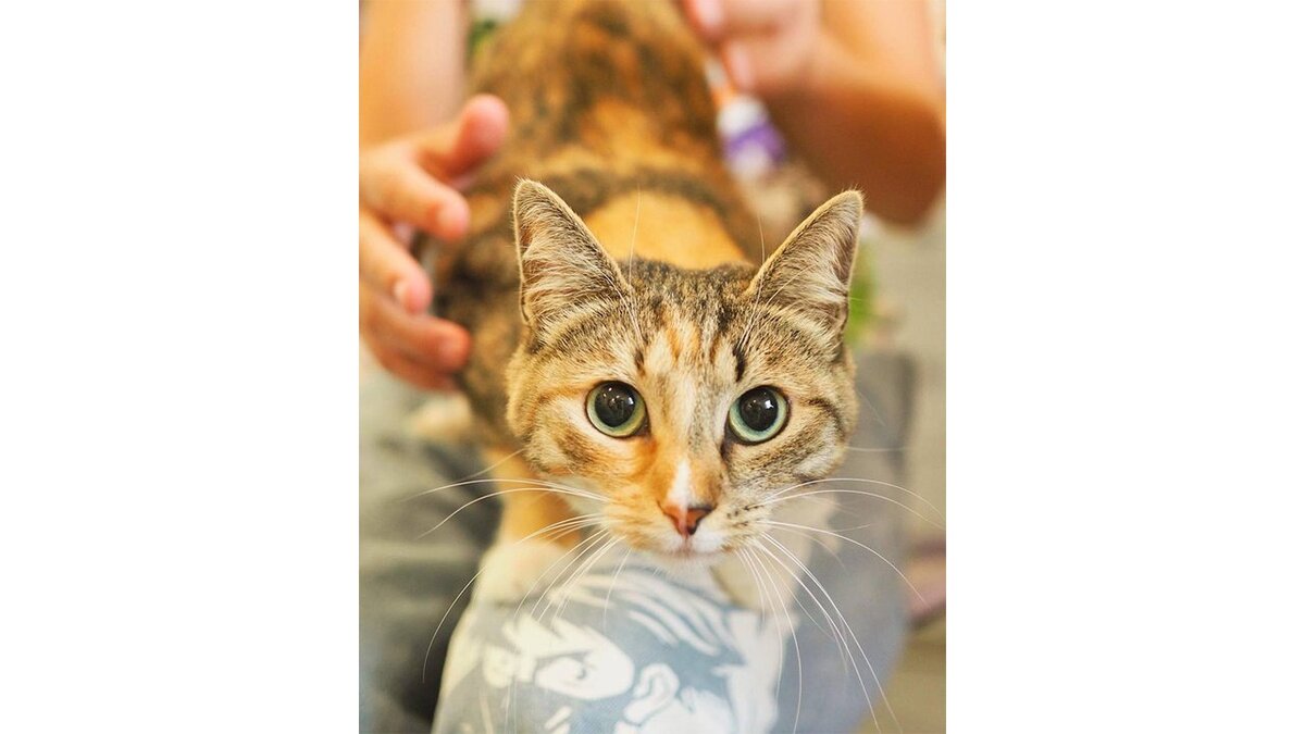 Кот на окне осень. Кошка пришла в октябре. Кот замерз. Кот осень. Кошка пришла в октябре.