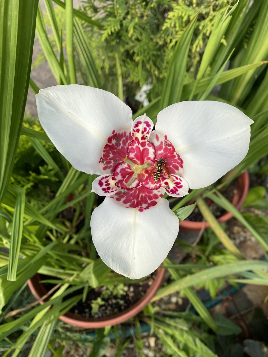 Тигридия белая, фото автора