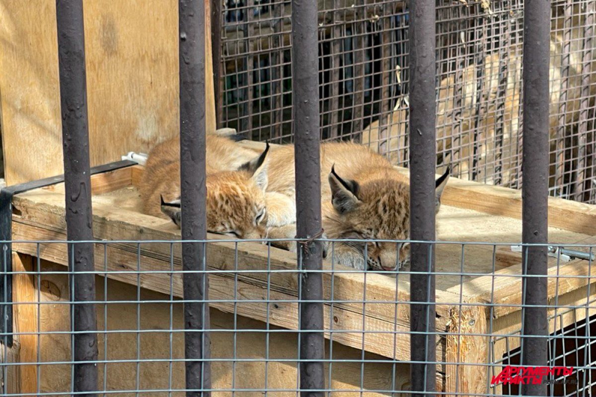    Пермский зоопарк передадут в собственность края до 20 ноября