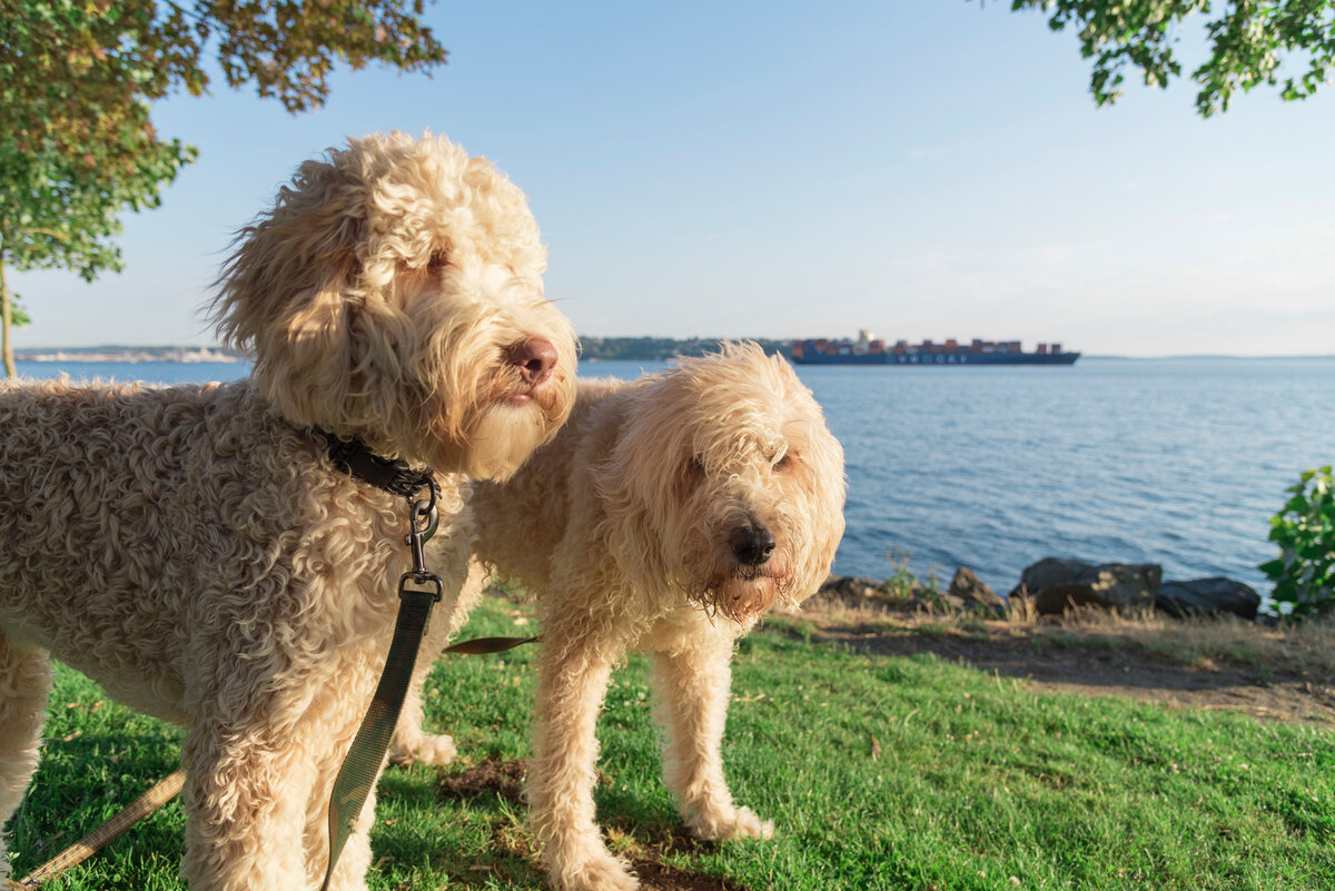 Лабрадудль - помесь лабрадора и пуделя