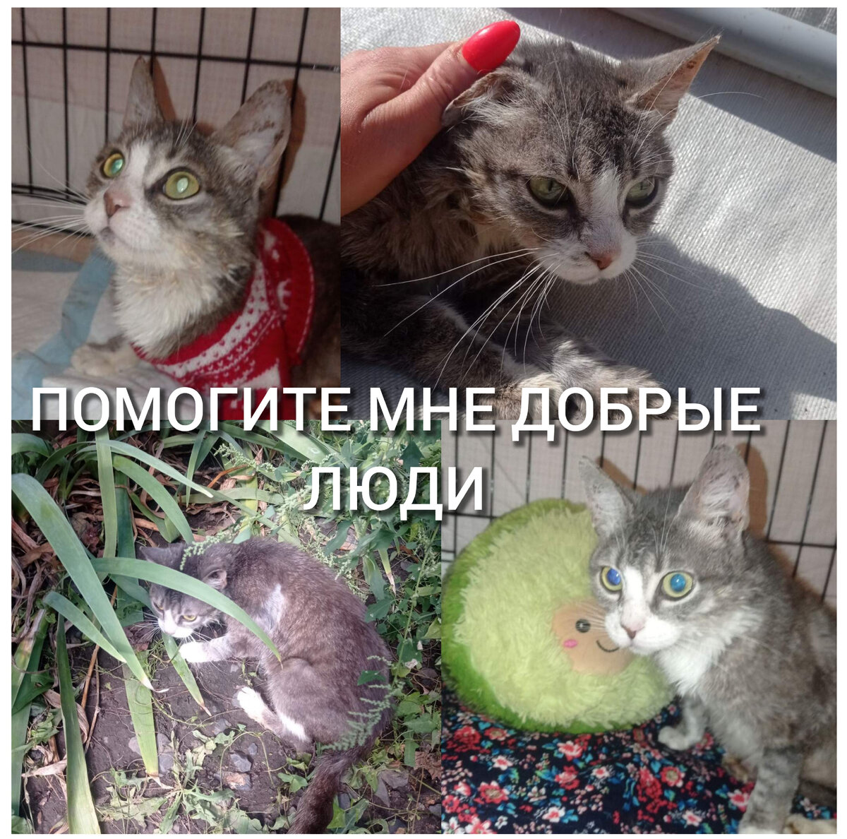 #Марфуша_фип

💓Дорогие друзья и подписчики ,  ещë совсем недавно наша малышка была в очень тяжелом состоянии, но забота и ВЕРА, 
 даже при таких тяжëлых заболеваниях творят чудеса. 

Ещë совсем недавно Марфа не могла даже пошевелиться, в еë глазах была только боль и пустота, отчаяние и страх. Сейчас она почти ходит, полна сил и уверенности и борется за свою жизнь из- за всех сил. Это означает,мы очень надеемся,что мы на пути,Господи  помоги правильном 


Лечение продолжается, нам постоянно нужны финансы на препараты, капельницы и уколы. 

Всë это стоит немалых денег, а у нас всë ещë продолжает висеть огромный долг более 50-ти тысяч,((( написанная расрочка скоро подойдëт к концу.

 Мы не можем подвести клинику, она и так пошла нам на уступки. Своими глазами, по видио вы видите улучшение нашей девочки, останавливаться нельзя, НИКАК НЕЛЬЗЯ! 


     Сейчас вообще всë очень трудно, помимо Марфы на нашем попечении огромное количество животных, почти 160 
каждый день мы хватаемся за головы : как оплатить их передержки, чем прокормить, чем обработать?

 Некоторые кричат  что тяжело  нескольких животных,  о том, что выпустят их из-за тяжёлого положения, мы никогда так не говорили и никогда так не сделаем! 

 Мы в ответе за каждую спасëнную жизнь.Но нам безумно тяжело, иногда накрывает отчаяние , что делать дальше и как быть? 

Помощи становится всë меньше и меньше. Мы просим ВАС просто умоляем, помогите нам наши подписчики и друзья!

 ОДИН в поле не воин,человеку тяжело справится, а когда мы всё вместе мы многое можем и многое уже сделали. 

Нам необходима Ваша поддержка, милые наши.

 Нашим животным не справится без ваших добрых сердец
