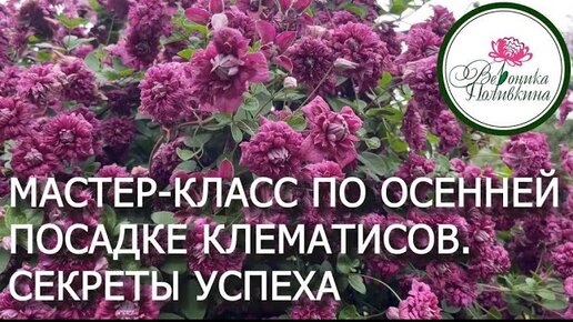 ПОДРОБНАЯ ИНСТРУКЦИЯ ПО ОСЕННЕЙ ПОСАДКИ КЛЕМАТИСА