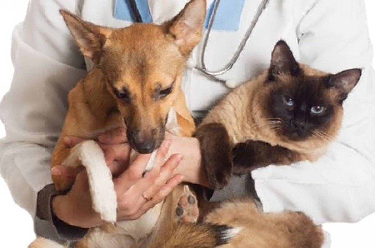    Донские власти рассказали о дне льготной стерилизации