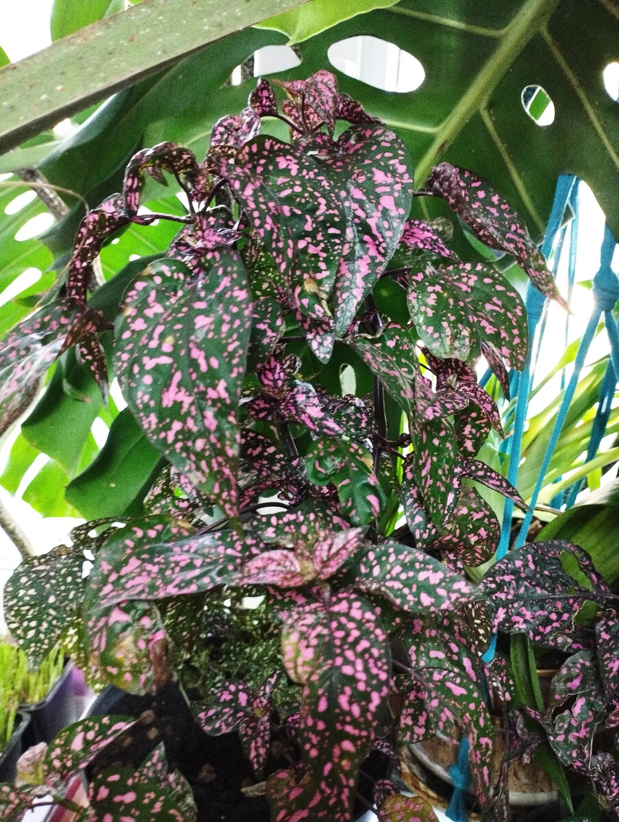 Вот такая красота высотой в полметра. Название не знаю. 