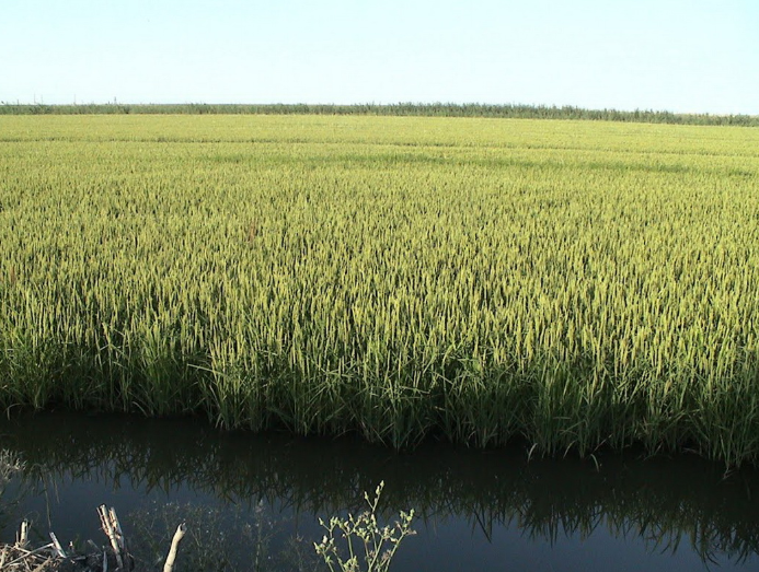 Миллион тонн кубанского риса-это сколько будет сытых?