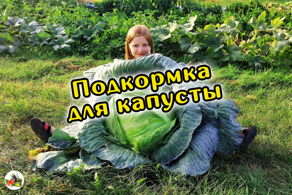 Подкормка капусты для завязывания кочанов открытом грунте. Полив капусты. Подкармливаем капусту. Завязь кочана капусты. Полив белокочанной капусты.