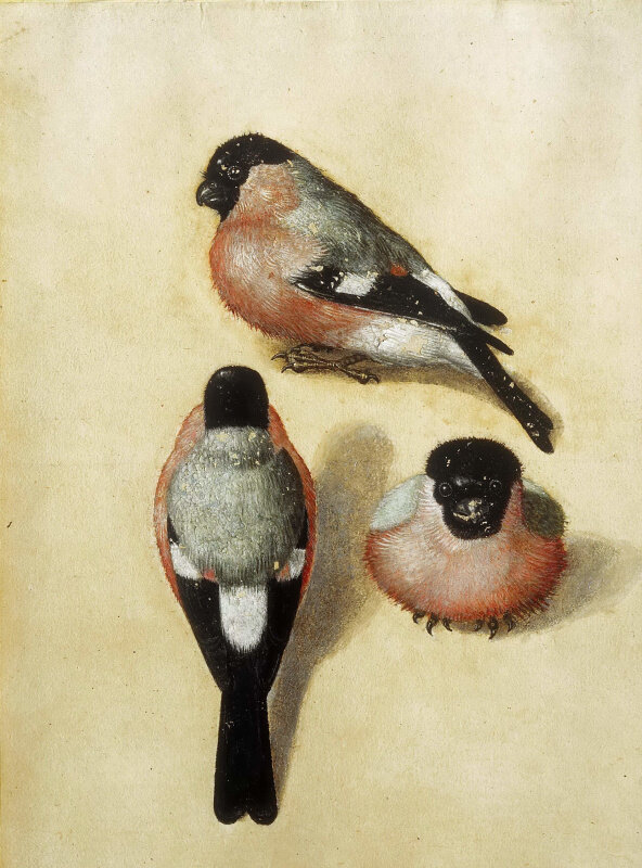 Три снегиря 1543, Эскориал, Мадрид