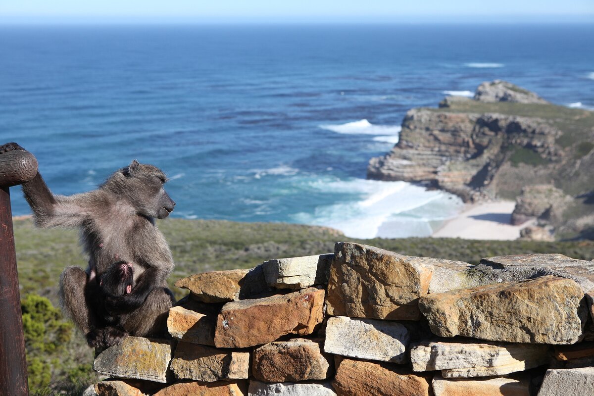 Все тот же мыс, но вместе с самыми заметными обитателями парка