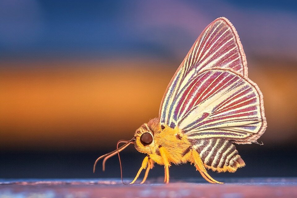 https://pixabay.com/photos/morph-butterfly-insect-macro-1131636/