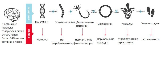 Спинально мышечная атрофия презентация