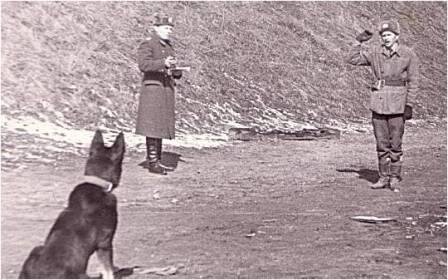 Служебная собака. Источник фото: rshsrs.mvd.ru