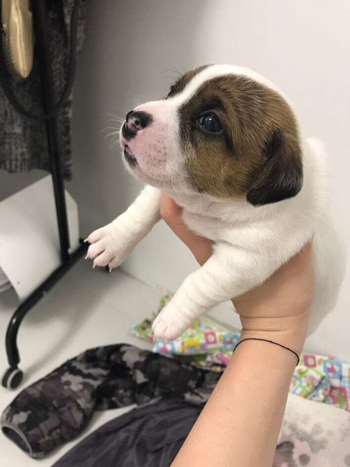 Через неделю сопелка будет черненькой