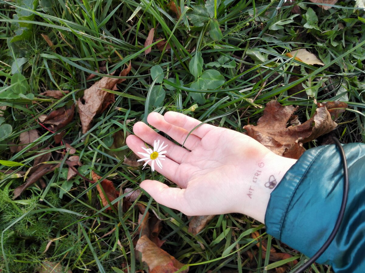 Жизнь хрупка как стебель ромашки