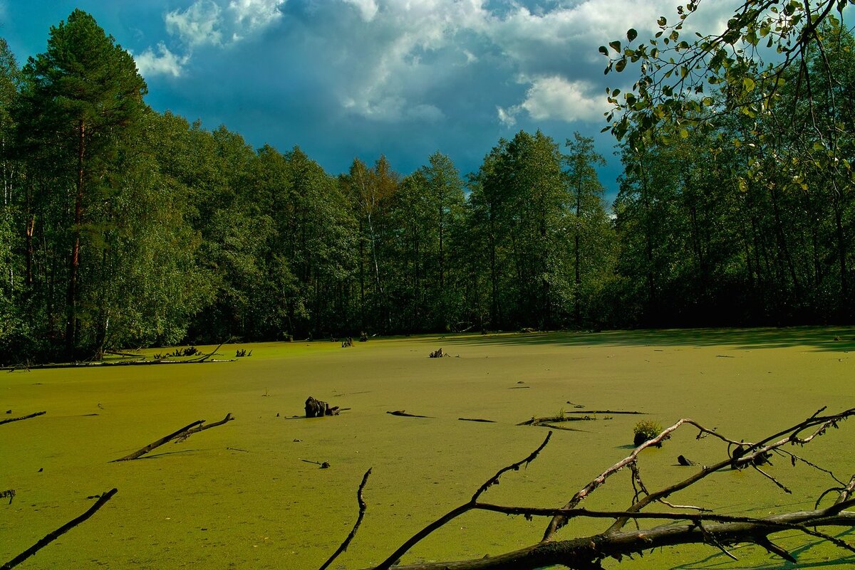 загорновское болото +загорновское. моховое болото румыния. болота полистовского заповедника. про болото. осоково-гипновые болота.