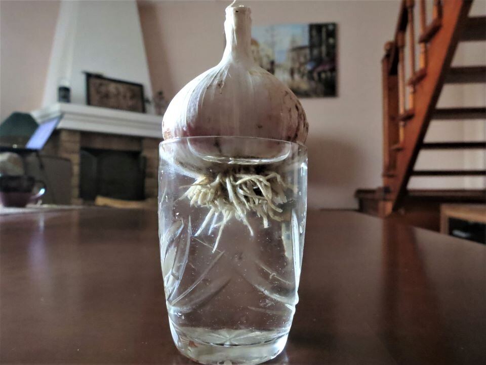 Такие корни вырастают у чеснока за сутки