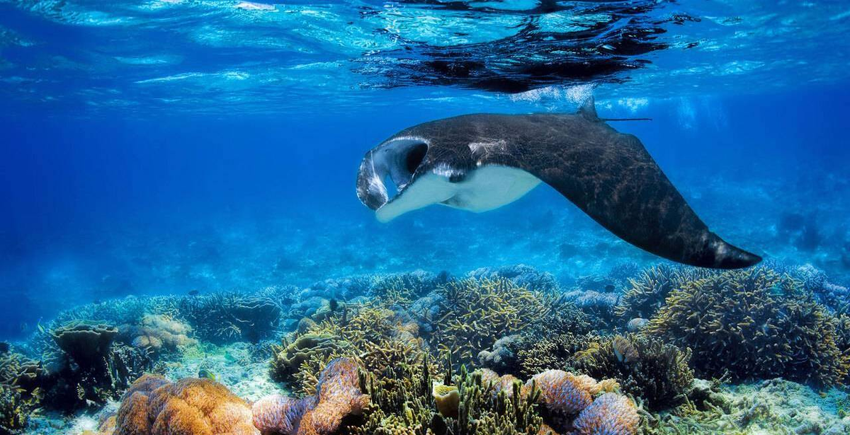 Внесите свой вклад в экологию, посещая Мальдивы, и помогите сохранить острова и окружающие рифы для будущих поколений.