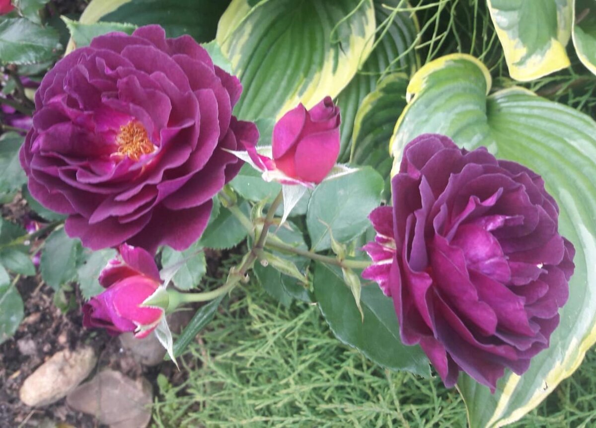 Пёпл Иден. Флорибунда.