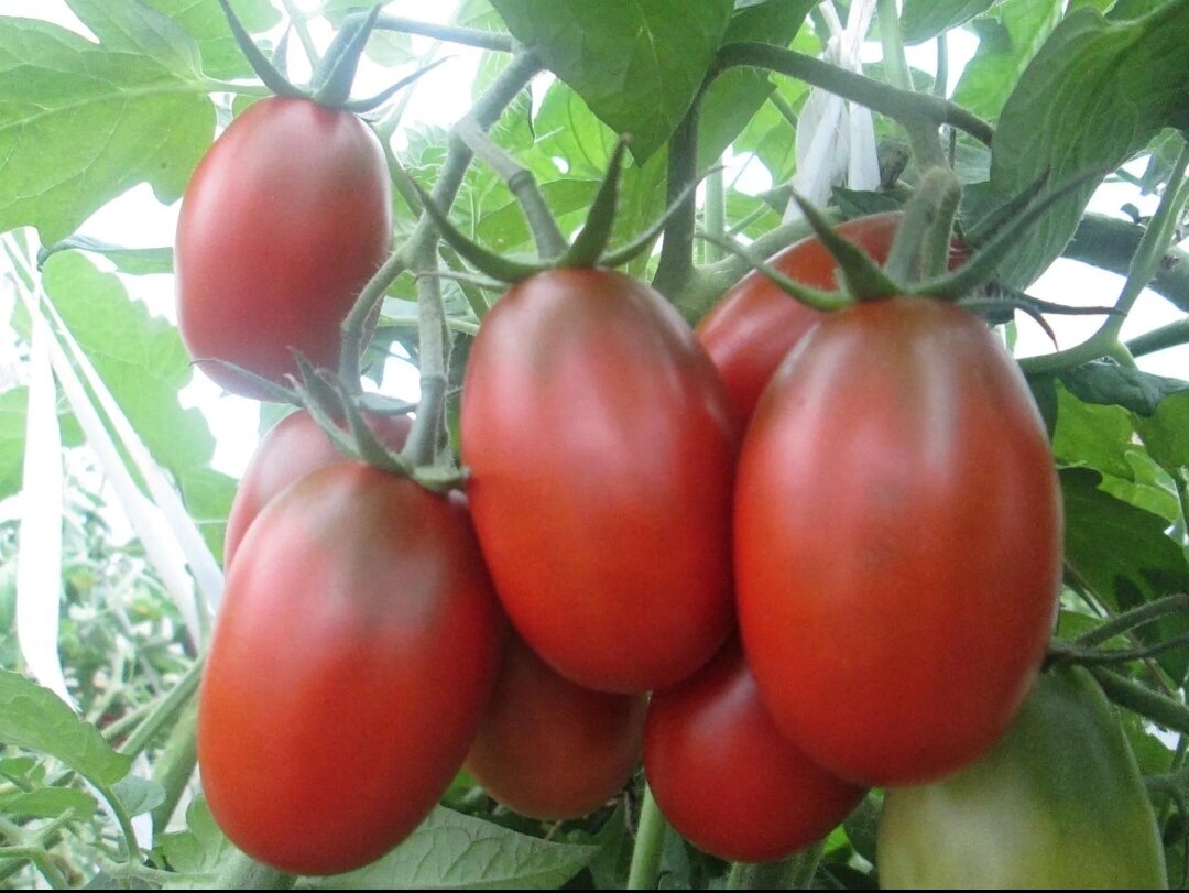 Сорт томатов шоколад. Томат афро-черри f1. Томат монисто. Томат амурский тигр. Сорт томата арбузный.