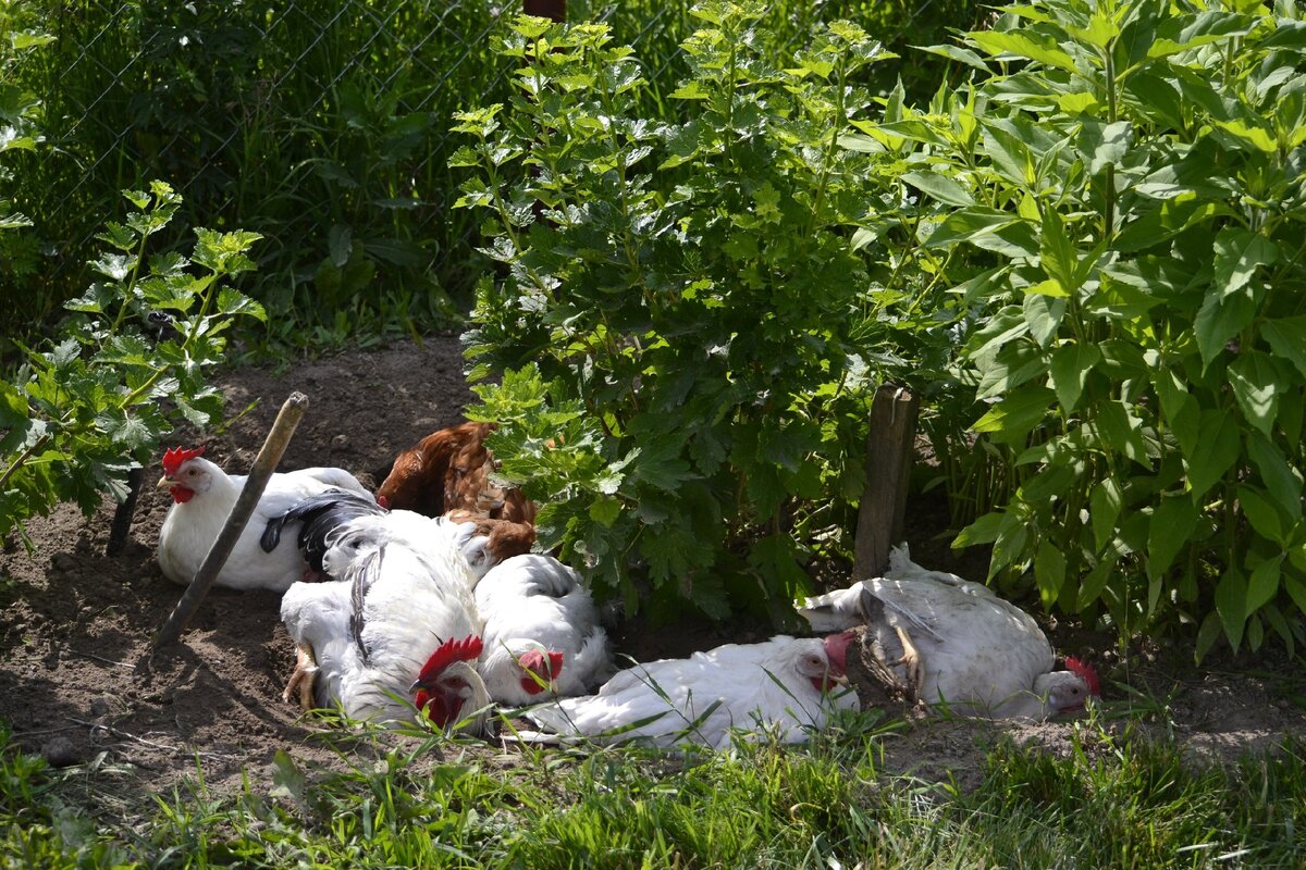 Купание кур