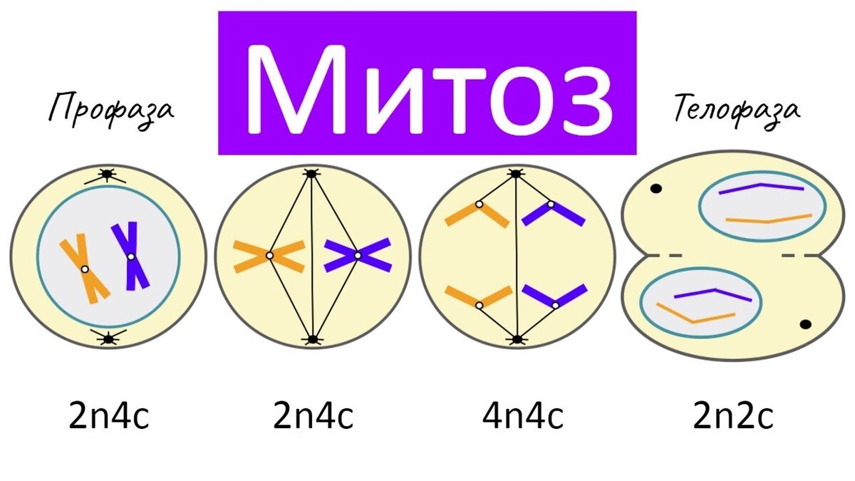 Как по рисунку определить митоз или мейоз