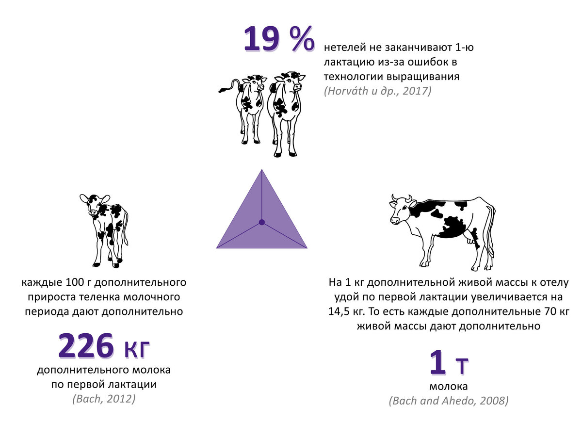 Модель кормления коровы