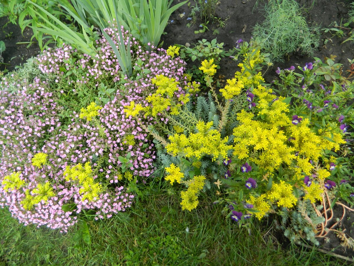 Мыльнянка и седум