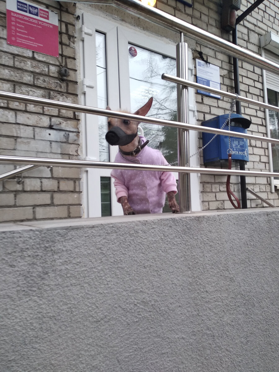 Нарядная собачка ждет хозяйку