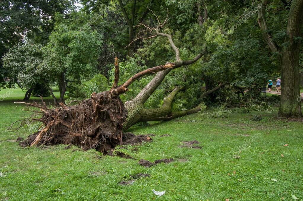 Источник: https://st2.depositphotos.com/3921185/5744/i/950/depositphotos_57445847-stock-photo-fallen-tree-after-a-storm.jpg