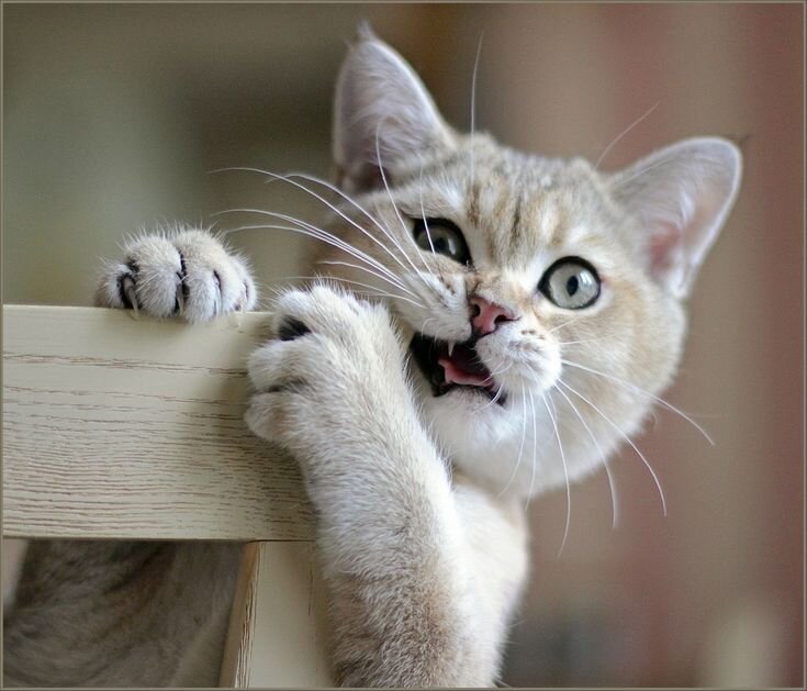 Изображение взято из открытых источников Яндекс. Картинки