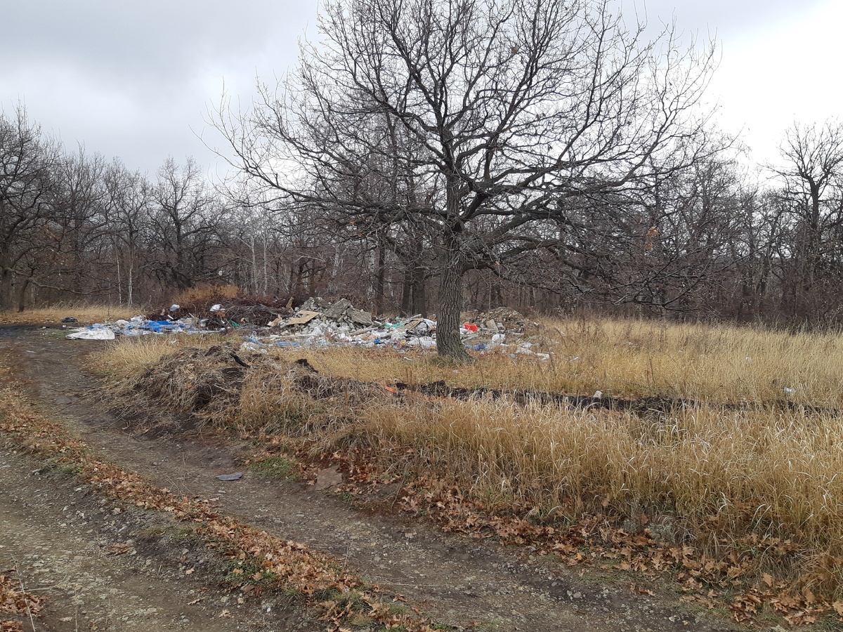 Дубы и свалка...