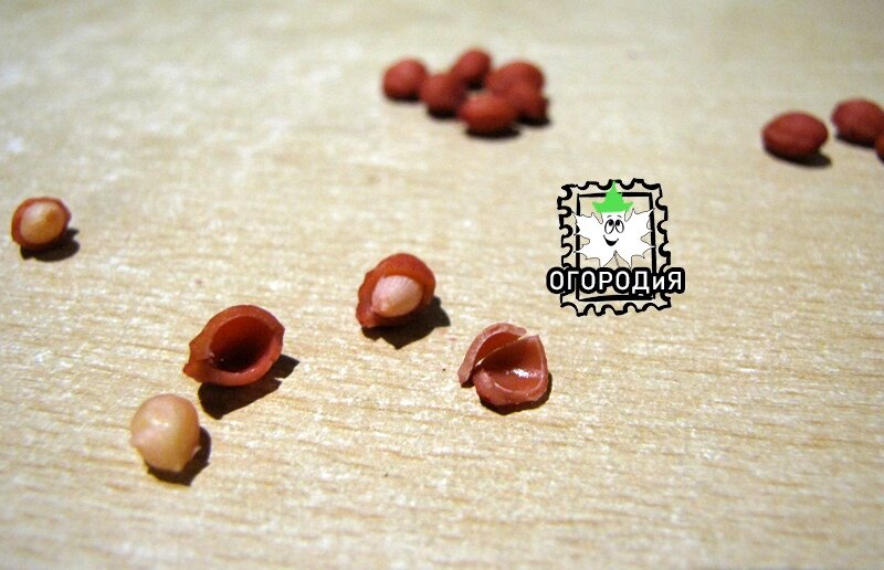 Как такое сокровище (ядрышко) добыть через малюсенькую дырочку?