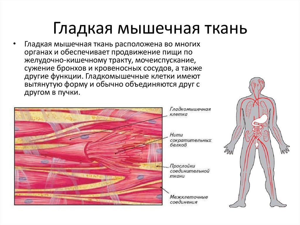 Гладкая мышечная ткань входит в состав