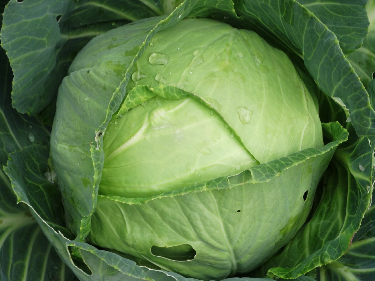 Кочаны хоть и не очень большие, но зато подходят для хранения в свежем виде и квашения
