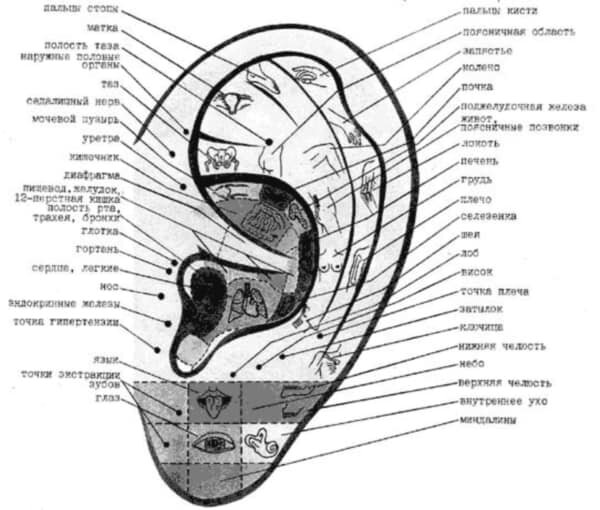 Ушные раковины мозг. Проекция органов на ушной раковине. Проекция органов на ушной раковине аурикулотерапия. Биологически активные точки уха схема. Биологически активные точки на ушной раковине.