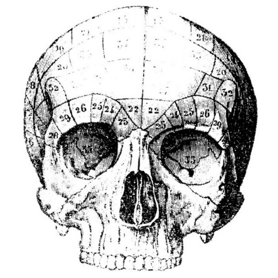 Чем можно объяснить легкость черепа. Череп анатомия. Изображение черепа. Череп рисунок.
