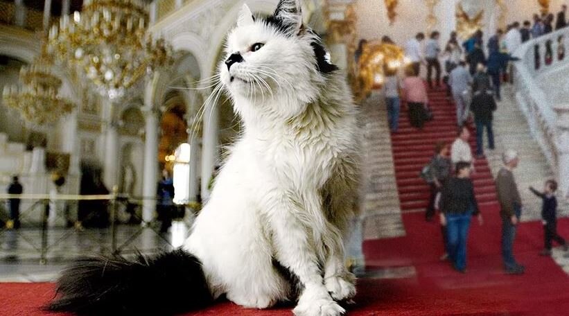 Эрмитажный кот. Фото: открытые источники
