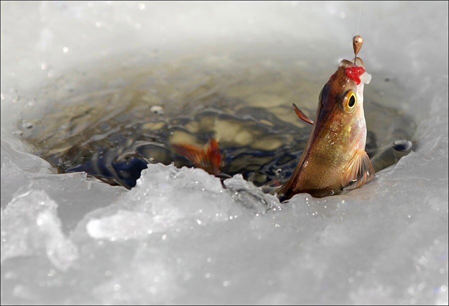 Источник  фото Яндекс картинки.