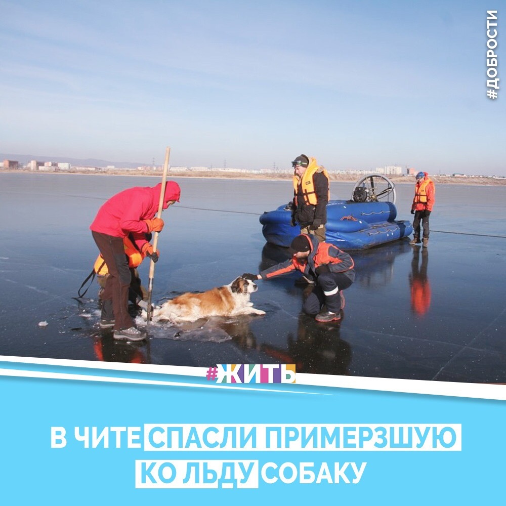 Рубрика "Добрости"❤️😁

В ЧИТЕ СПАСЛИ ПРИМЕРЗШУЮ КО ЛЬДУ СОБАКУ

Спасатели проводили патруль прибрежной зоны и обнаружили, что животное застряло хвостом и задними лапами в замёрзшей воде.

В Чите на озере Кенон спасли вмёрзшую в лёд собаку, сообщает издание "Заб.ру" со ссылкой на пресс-службу ГУ "Забайкалпожспас".

— В ходе очередного объезда прибрежной зоны озера Кенон спасателями была замечена собака, которая лежала на одном месте долгое время, — говорится в сообщении.

С помощью имеющихся инструментов спасатели освободили собаку. Её доставили на берег, согрели и покормили, после чего отпустили, убедившись, что её жизни ничего не угрожает.

По данным синоптиков, в Чите сейчас примерно пять градусов ниже нуля, ночью температура опускалась до минус восьми градусов, сообщает ТАСС.

Друзья, делитесь этой добростью у себя на странице☺️
 Пусть о хороших и добрых новостях узнает как можно больше людей 😁 😊

#жить #проектжить #добрости