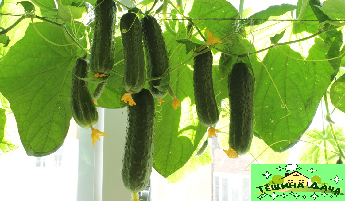 огурцы на подоконнике в квартире