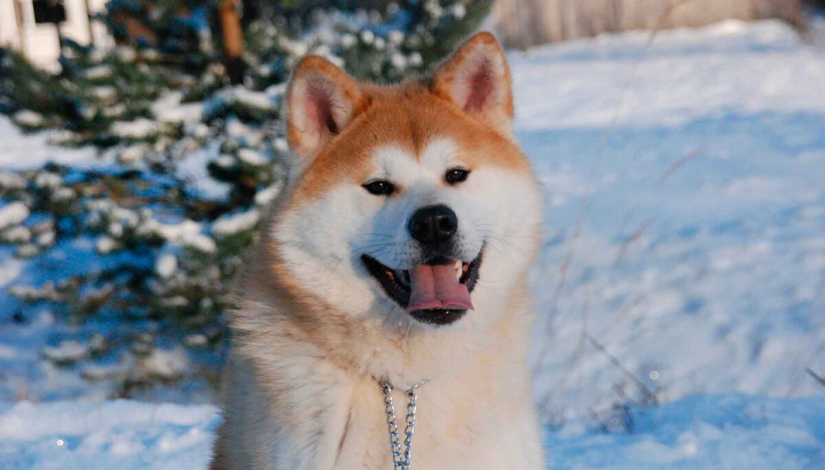 https://animaljournal.ru/article/poroda_sobak_akita_inu