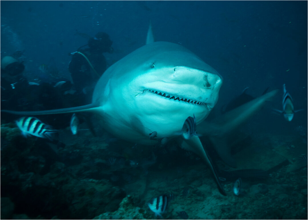 Бычья акула фото