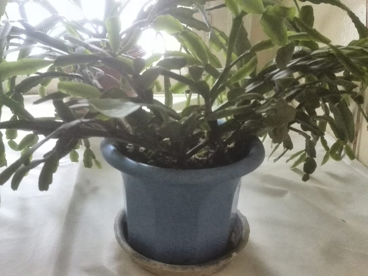 Декабрист не цветет.