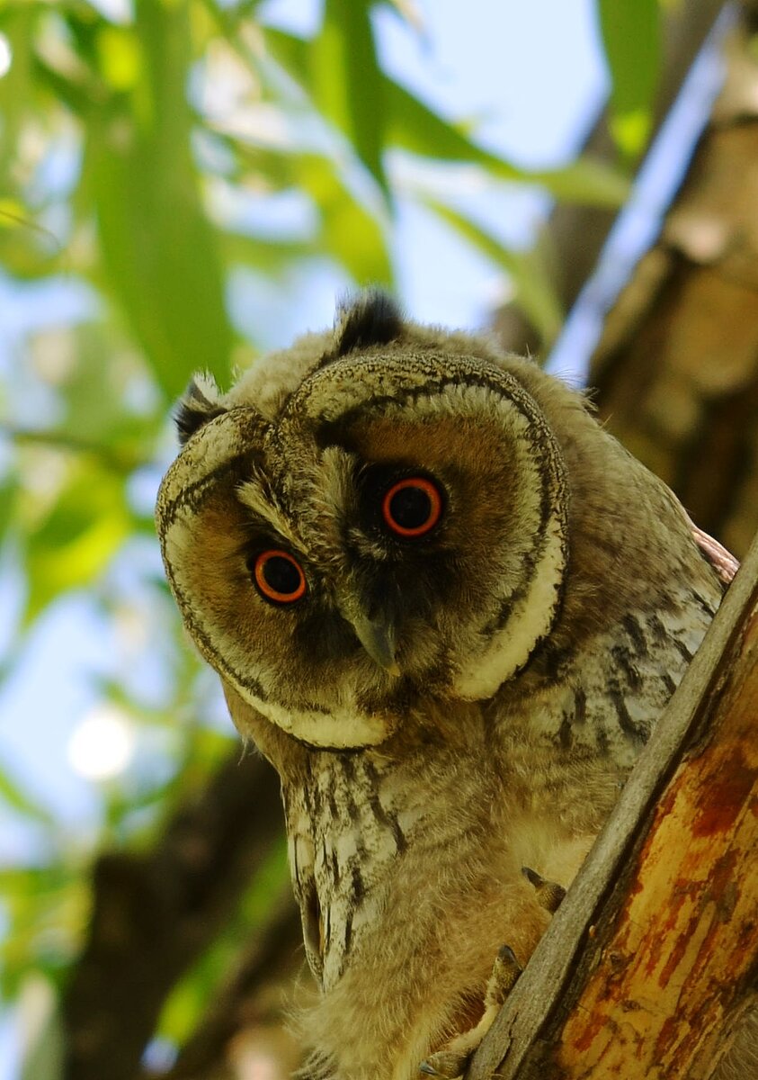 Молодая ушастая сова. Ушки еще только начали расти