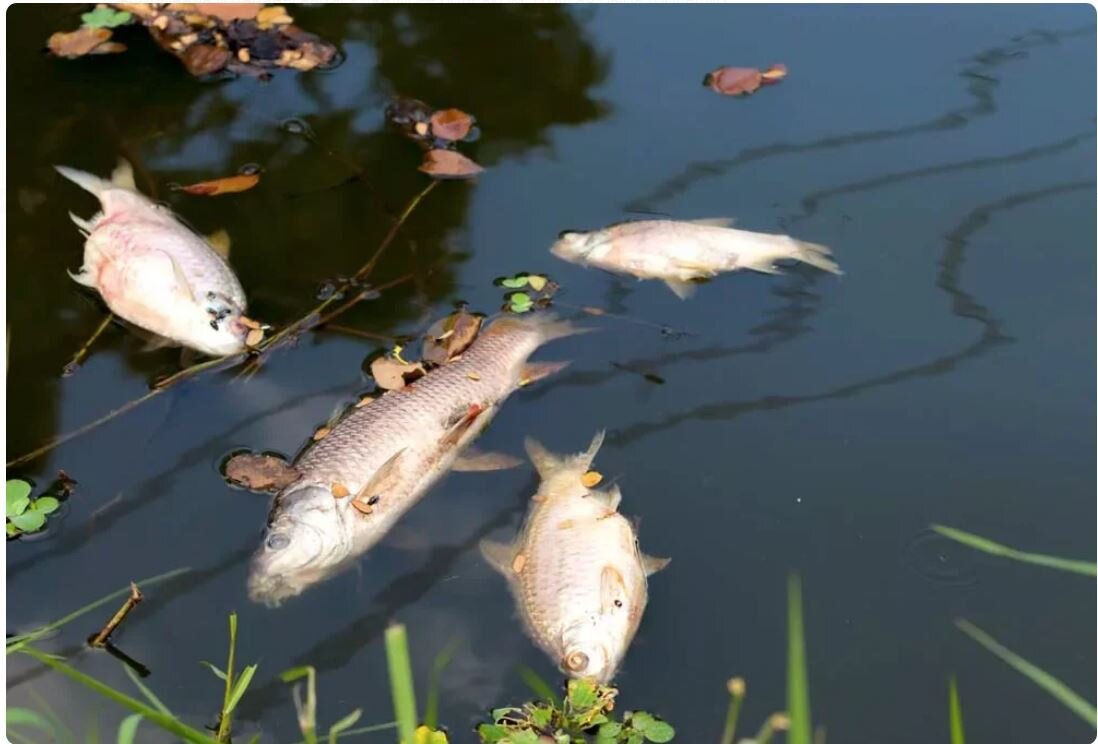 Электроудочку применили браконьеры... 