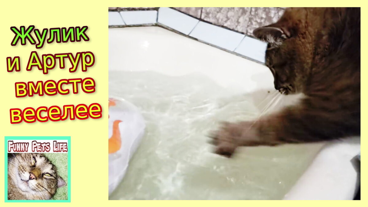 Кот в ванне. Котик купается в ванной гифки. Ава кот купается в молоке. Котёнок не хочет купаться. Кот в ванне говорит нормально
