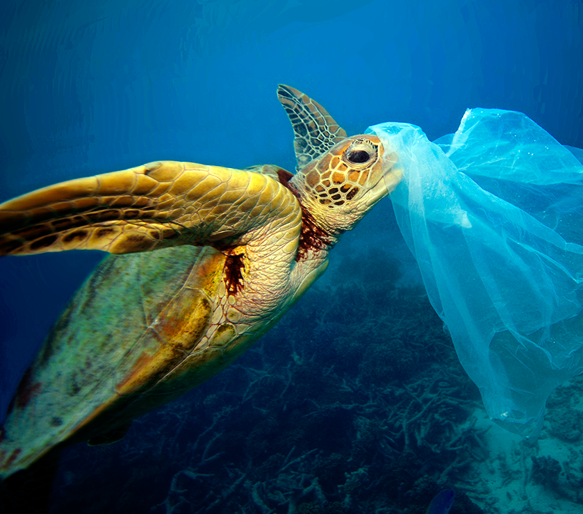 Источник: cawrecycles.org