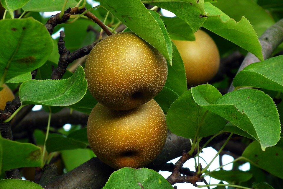 Источник фото https://pixabay.com