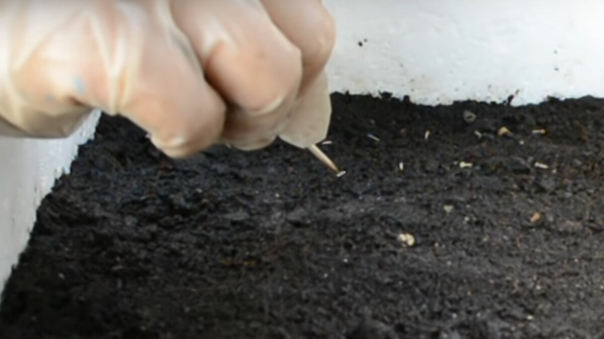 Способ забора семян с помощью мокрой зубочистки